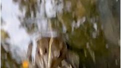 Frog love 🐸🐸🐸 #fbreels #reelsvideo #reels2023 #reelsfb #tiger3teaser #fbreelsvideo #reelsfypシ゚ #jawansrk #tiger #tigerkamassage #instagram #instagood #instadaily #inspiration #viralpage #fun #love #loveit #boltu #tigertrailer #salmankhan #bigboss #Tiktok #fbreels #fbreelsvideo #fbreels23 | Boltu-বল্টু