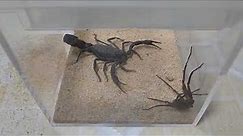 Six Eyed Sand Spider vs Black Fat tailed Scorpion