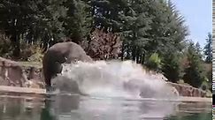 Elephant plays in water