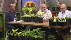 The Family Plot:Hostas & Garden Soil Preparation Season 14 Episode 45