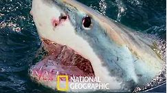 When Sharks Attack: Season 8 Episode 6 Gulf Fear