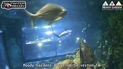 LIVE From Moody Gardens Aquarium in Galveston, Texas