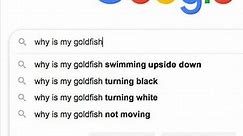 20 Funny Google Searches That Really Make You Wonder Who’s Asking These Questions, Anyway