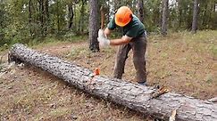 Turning a Tree Into Lumber