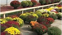 Mums are blooming and they are... - Szcygiel's Plant Farm