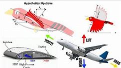 Wings and Lift How Birds or Plane Fly [ Explained ]