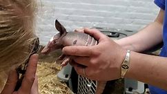 Baby armadillo checkup