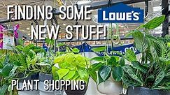 New Live Trends Planters, Yellow Philo Basket, & Much More! Plant shopping at Lowes