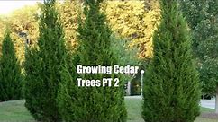 🌲Growing Cedar Trees From Cuttings : 🌲In Water With Rooting Hormones Attempt 2☔