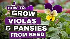 How to grow violas and pansies from seed