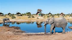 Why Botswana threatened to send 20,000 elephants to Germany
