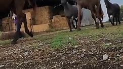 Bringing the mares in for... - Willingham Quarter Horses