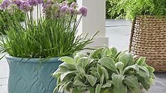 Outdoor Planters to Transform Your Backyard