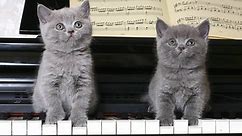 Cat study finds the purrfect music to relax your feline friends