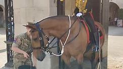 Trooper Gives Horse Water 💦 in a Sweltering Hot Afternoon Horse Guards Parade London → ↓Thanks for all your supports friends, Subscribe to our YouTubeChannel Subscribe for more daily contents👇 https://www.youtube.com/@thekingsguards #horses #horseguardsparade #horseguards #thekingsguard #FacebookPage #live #viralvideo #watch #virals #thekingsguards #london | The King's Guards and Horse UK