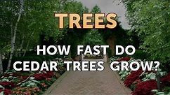 How Fast Do Cedar Trees Grow?