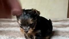 puppies for sale near... - Yorkie puppies ready to go near me