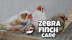 Zebra Finch Care For Beginners