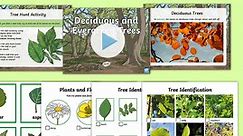 Deciduous and Evergreen Trees Differentiated Lesson Teaching Pack