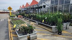 Mid-March, plant inventory at Home Depot. perennials, evergreens, groundcovers, and hostas!