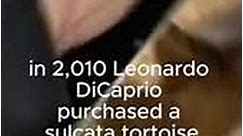 Leonardo DiCaprio's sulcata tortoise Millionaire pets