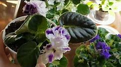 African Violets: Care Guide & New Plants!