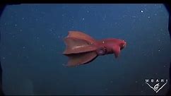 Earliest known ancestor of vampire squid and octopus named after US President Joe Biden