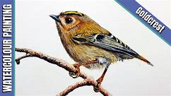 Goldcrest in Watercolour with Paul Hopkinson