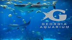 Georgia Aquarium Tour & Review with The Legend