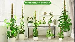 DUSPRO 80 Inches Large Moss Pole for Plants Monstera, Plant Stakes for Indoor Plants, Monstera Plant Support, Plant Support/Plant Pole for Big Climbing Plants Indoor