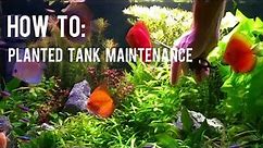 How To: Planted Discus Fish Tank Maintenance. High Tech. co2. Ferts. LED Lighting