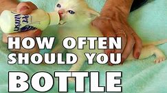 How To Bottle Feed A Kitten