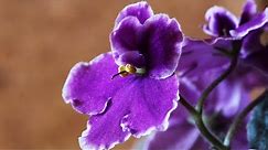 African Violet care conditions | 7 REASONS WHY IT DOESN'T BLOOM