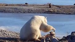 Polar Bear Petting Dog