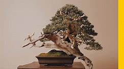 The Art of Shaping a Bonsai Tree