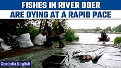 Poland: Fish in the Oder river are dying due to alleged poisoning of the water | Oneindia News *News