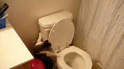 My cat flushing the toilet