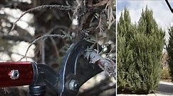Pruning Evergreen Trees - Spring Cleanup
