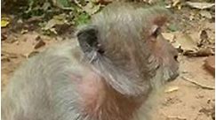 #cute #monkeys #funny #animal #foryou #relax #reels #babymonkey #wildlifeplanet #naturephoto | Baby Life Monkeys