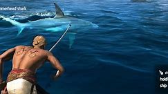 Hunting Hammer Shark in Sea