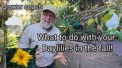 How and when to cut back Daylilies