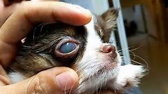 Dog Eye Ulcer: Canine Corneal Ulcers Diagnosis, Treatment & More