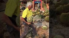 How to plant a cactus in the ground