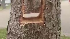 167_Special tree felling techniques you should learn #logger #logging #treework #woodworking -005 #Shorts #tree #treework #dangerous-000 #logging #chainsaws #stihl #loggerlife #treefelling #chainsaws #stihl #viral #logger #timberjack #DIY手作 #buildingfun #build #diyhome #homedecor #treefelling | BrazilsAdvanture Life