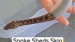 Snake Sheds Skin in Handler's Hand