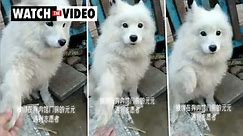 Dog in Chinese wet market holds out paw, is saved