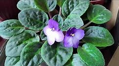 New Flowers of African Violets this March. Great Indoor Plant!