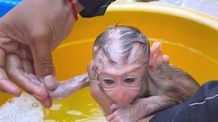 Giving Warm Water Bath To Tiny Newborn Baby Monkey Nila 😍
