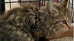 Brownwood, TX - Domestic Mediumhair. Meet Poofalooph a Pet for Adoption - AdoptaPet.com