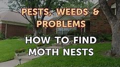 How to Find Moth Nests